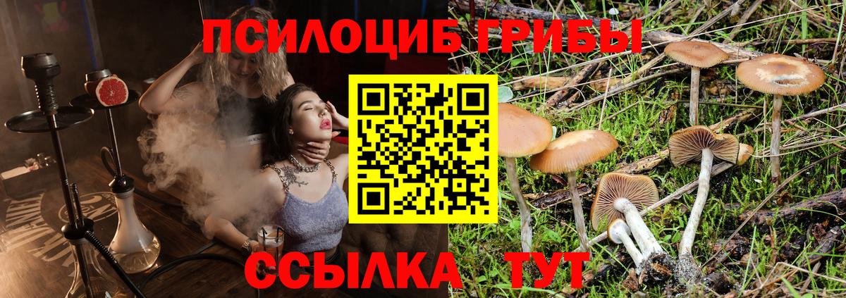 Псилоцибиновые грибы Psilocybine cubensis Донской
